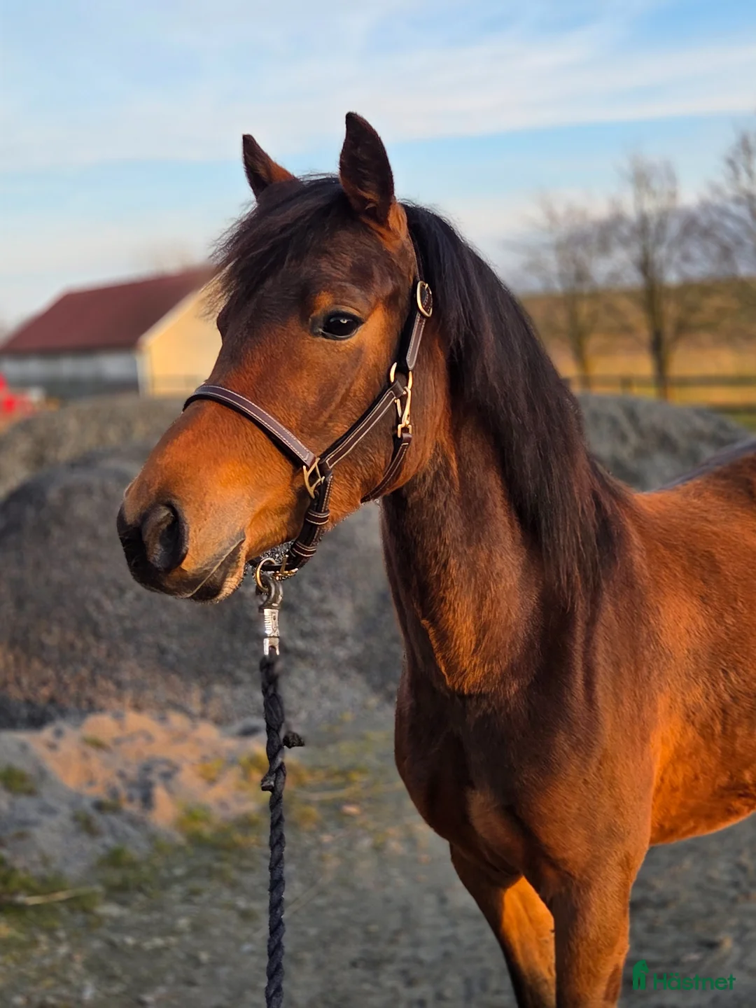 Övrigt hästar till salu: Sportponny för framtiden - Annons 1