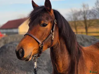 Övrigt hästar till salu: Sportponny för framtiden - Annons 4