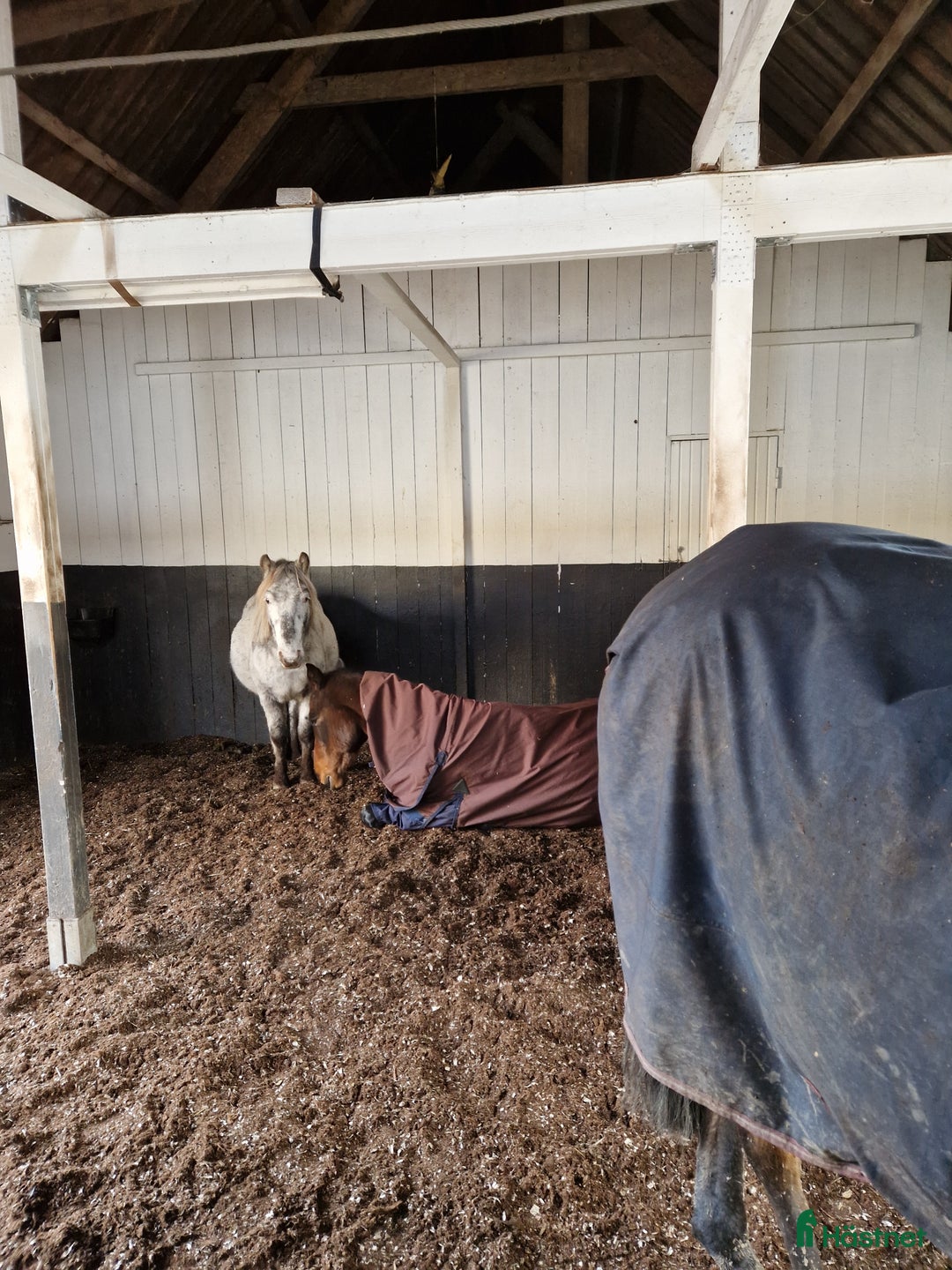  stallplats finnes: Ledig lösdrift I Hisings kärra (Gerrebacka) i Hisings Kärra - Annons 6