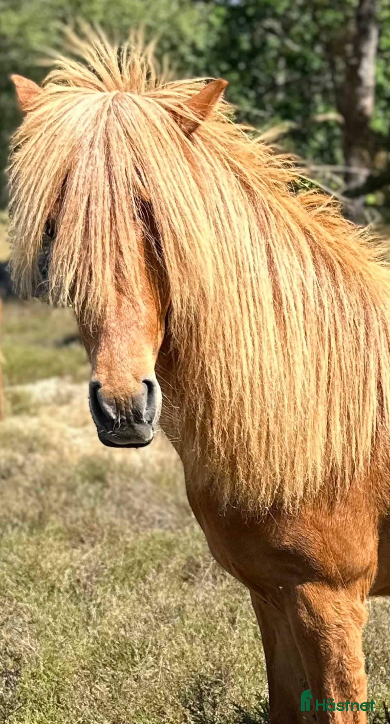  hästar Underbart ungsto! - Annons 2