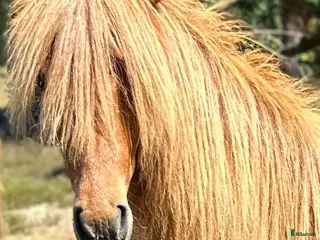 hästar Underbart ungsto! - Annons 2