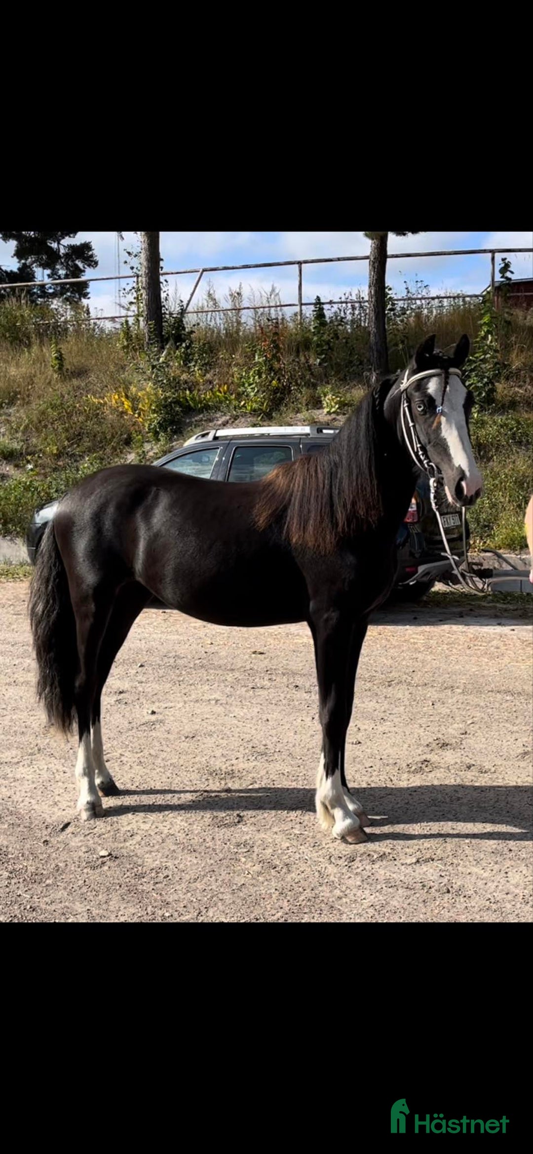 Allround hästar till salu: Vackraste tjejen i Kungsgården - Annons 8