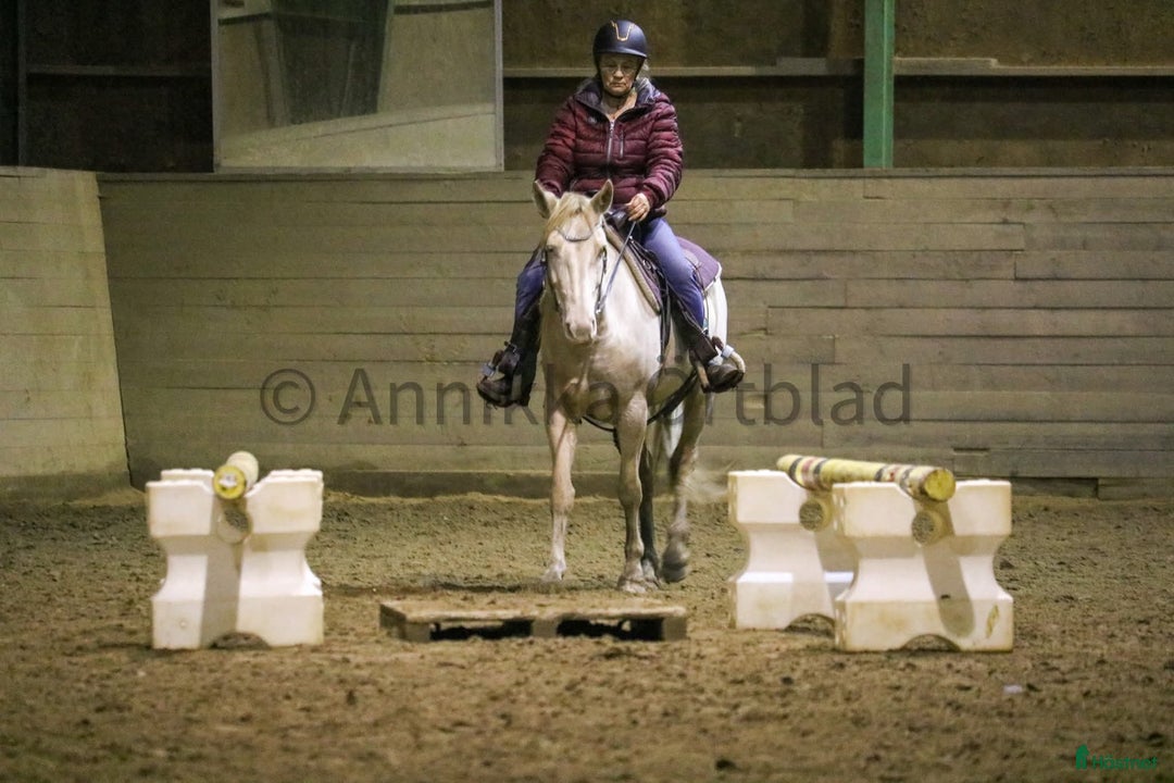 Working Equitation hästar till salu: En riktigt trevlig ponny  i Färgelanda - Annons 3