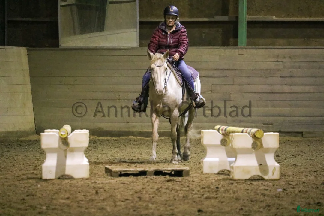 Working Equitation hästar till salu: En riktigt trevlig ponny  i Färgelanda - Annons 3