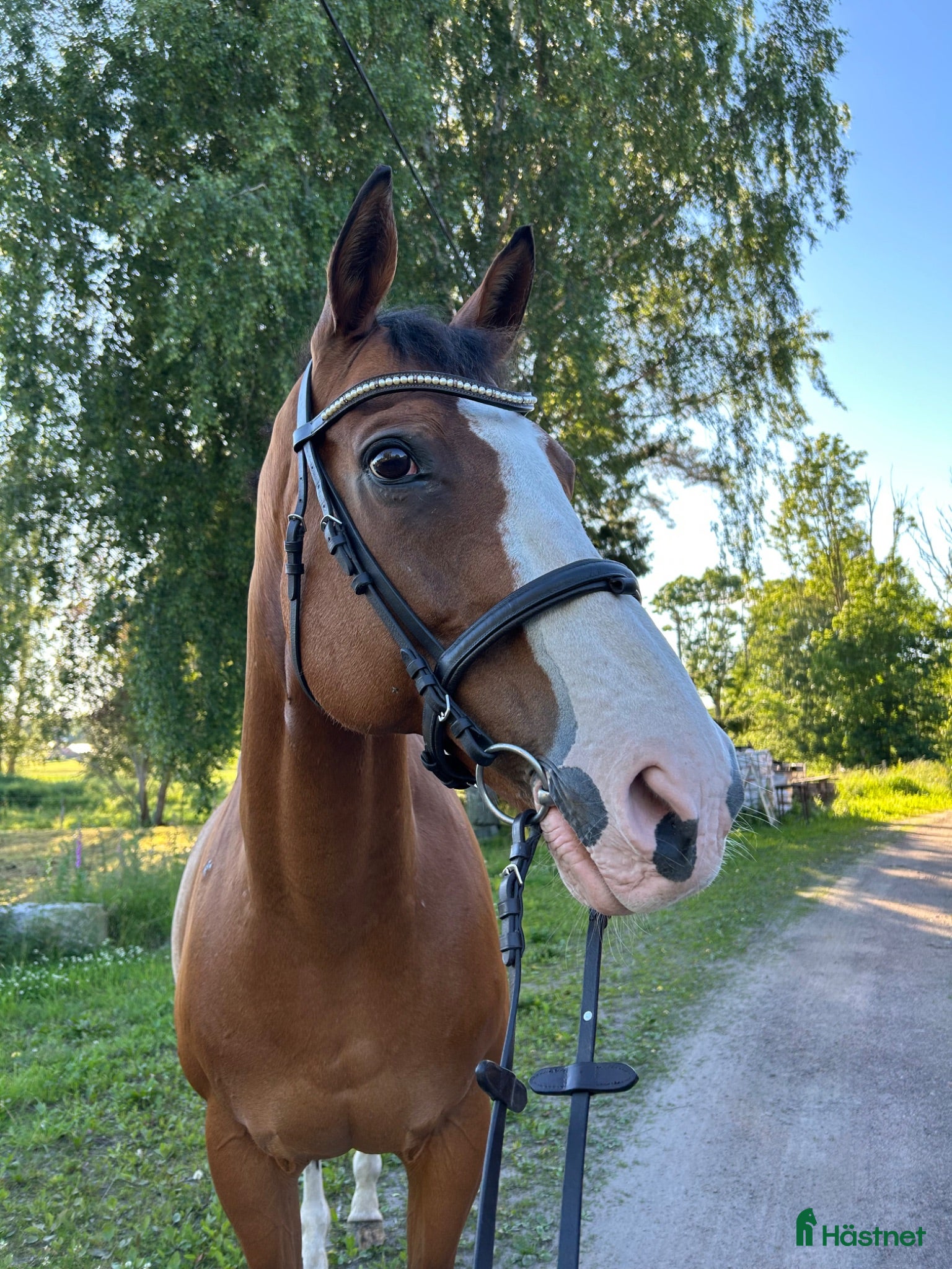  hästar Ribadesella (GB) e. Hernando 🌟|  - Annons 11