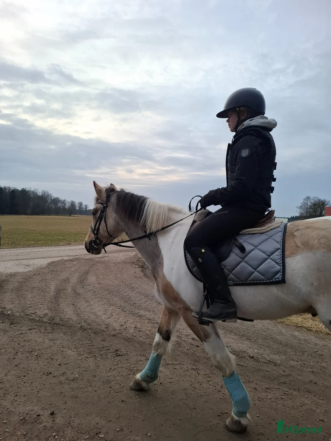 Allround hästar till salu: Tillfälle för dig med kunskap - Annons 4