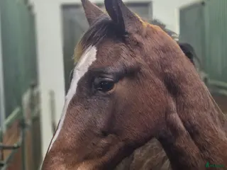 hästar Charmig 1 åring e. Hemerald - Annons 10