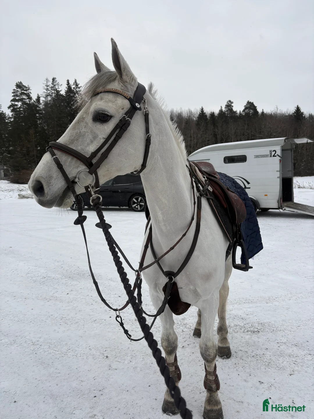 Hoppning hästar till salu: SAGOPONNY i Täby - Annons 2