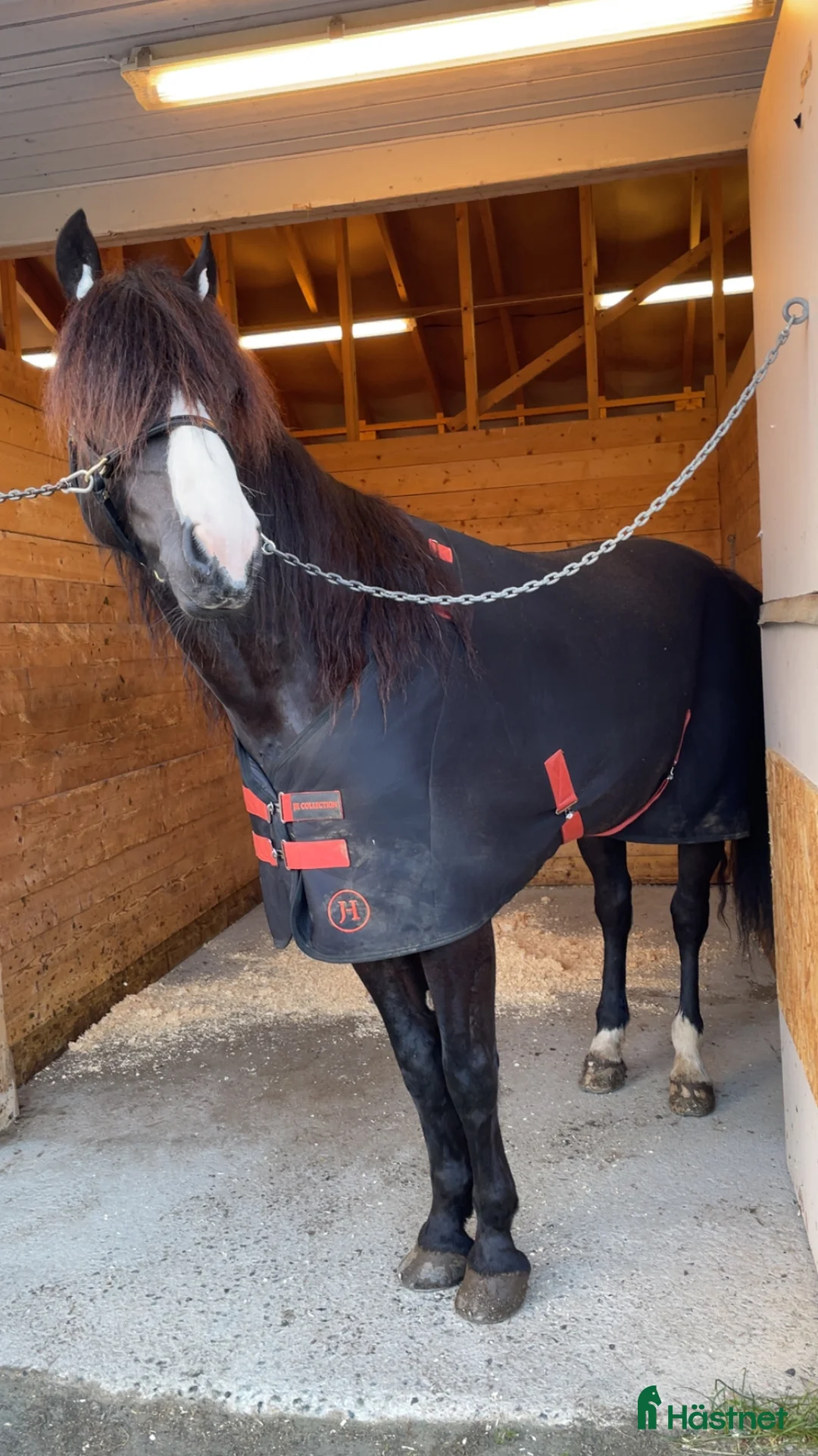 Trav hästar till salu: Kaldblodstraver selges i Harstad - Annons 3