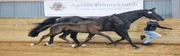 Dressyr hästar till salu: *** Avelsto med Lövsta star hingstföl vid sidan  i Hammar - Annons 2