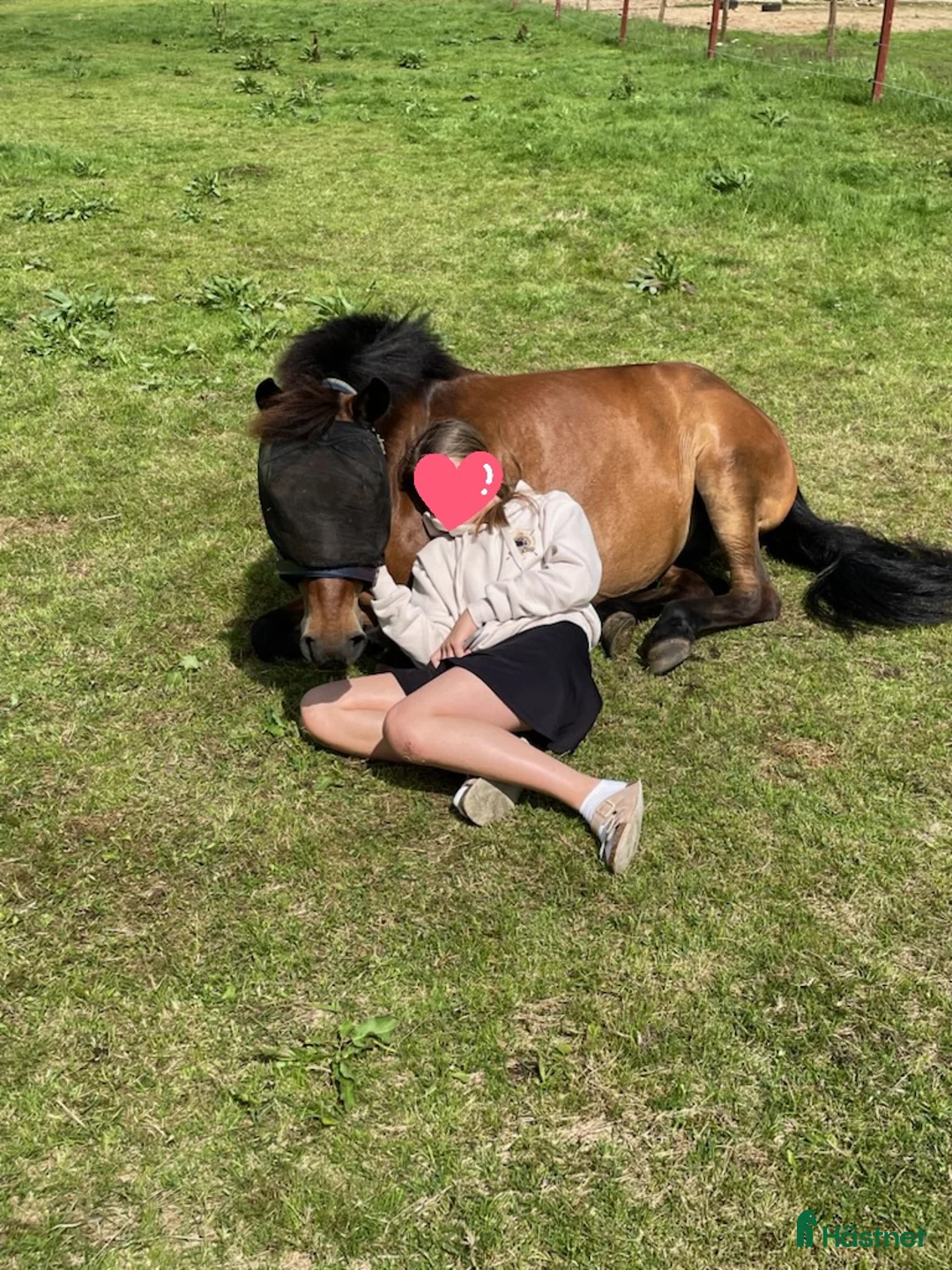 Allround hästar till salu: Vänligt russto, BVSA - Annons 5