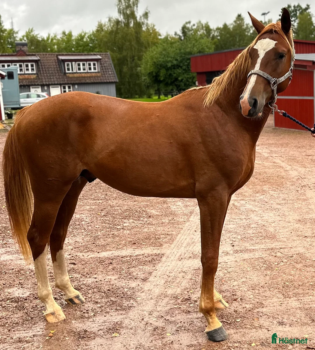 Hoppning hästar till salu: Mycket lovande & fin 5 åring - Annons 4