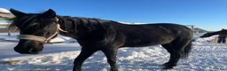 Allround hästar till salu: Nonni varmblod i Häggenås - Annons 6