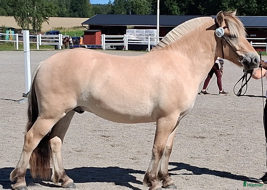 Allround hästar till salu: Välarbetad unghäst  i Östansjö - Annons 1