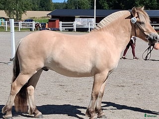 hästar Välarbetad unghäst i Östansjö - Annons 4