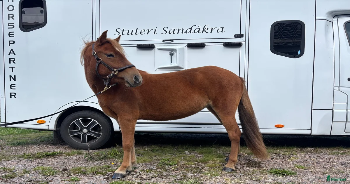 Travhästar till salu i Lund | Hästnet