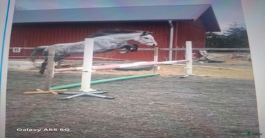  hästar i Hölö - Annons 11