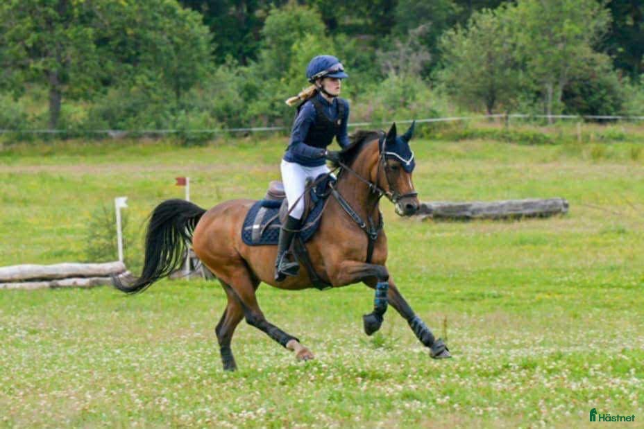  hästar FEI dressyrponny  - Annons 2