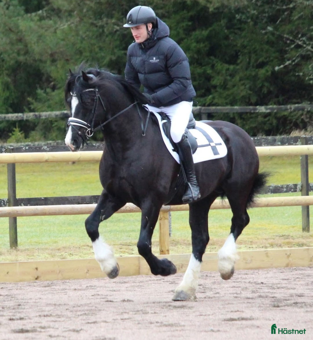Allround hästar till salu: **SÅLD** Mycket fint welsh cob stoföl i Kil - Annons 4