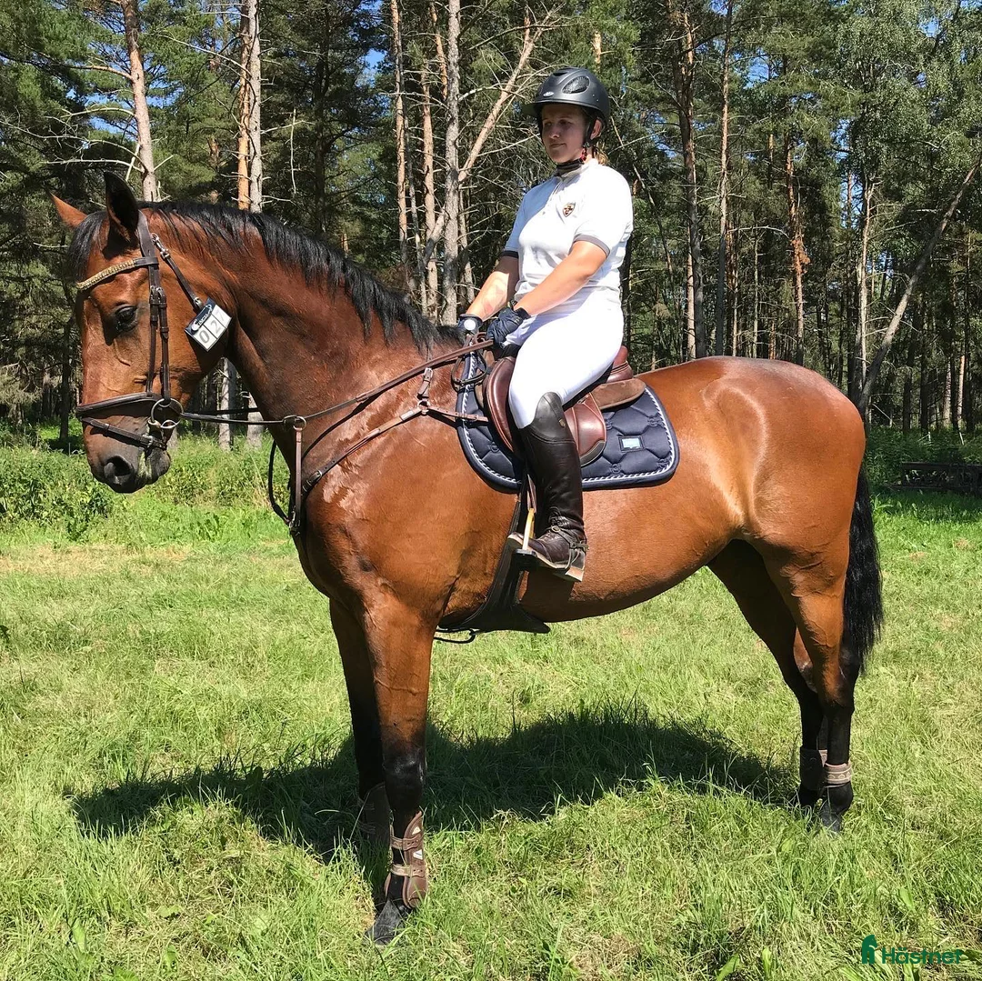 Allround hästar till salu: Allround häst i Klintehamn - Annons 3