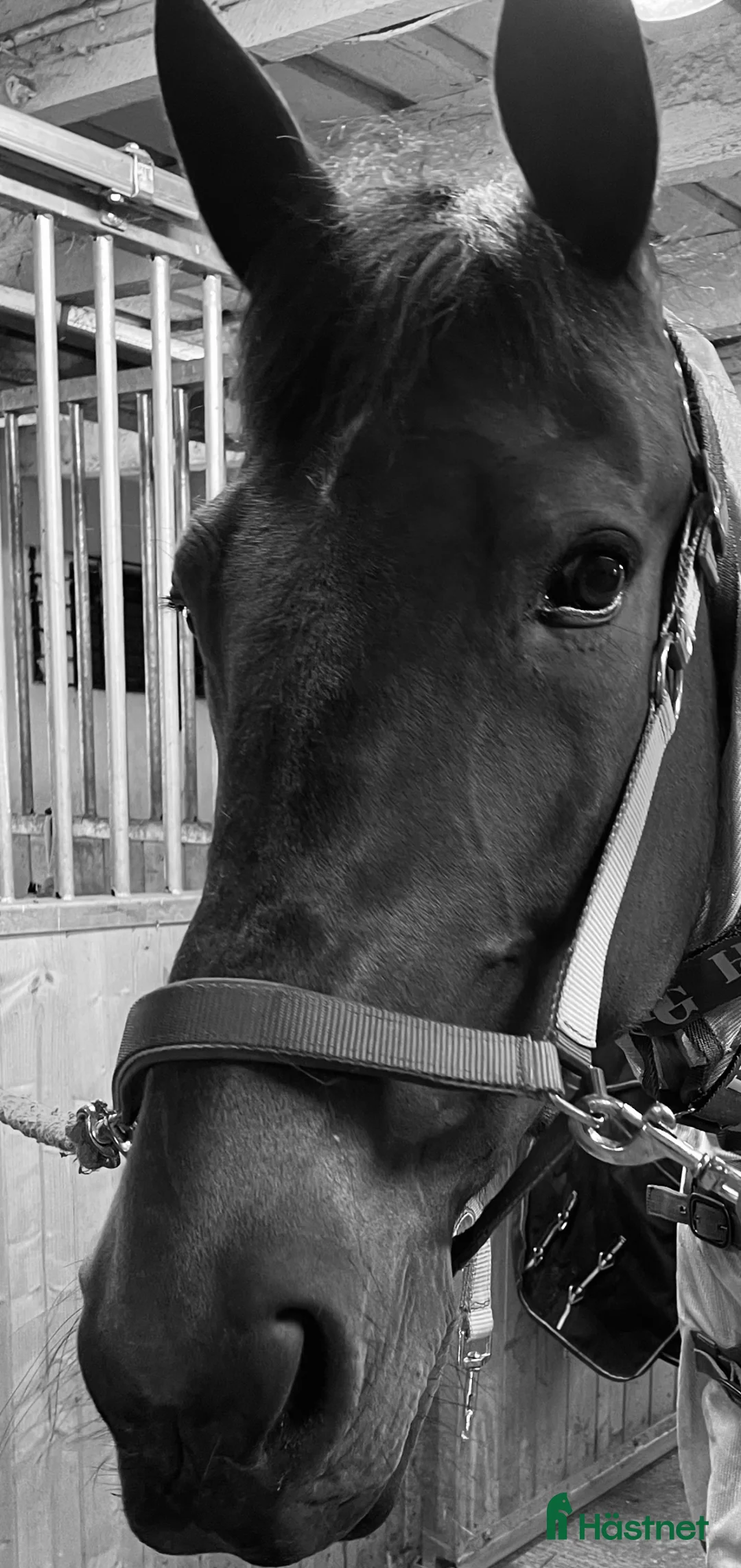 Allround hästar till salu: Fin varmblodsvalack - Annons 3