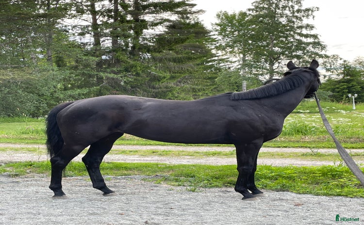  foderhäst i Axmar - Annons 6