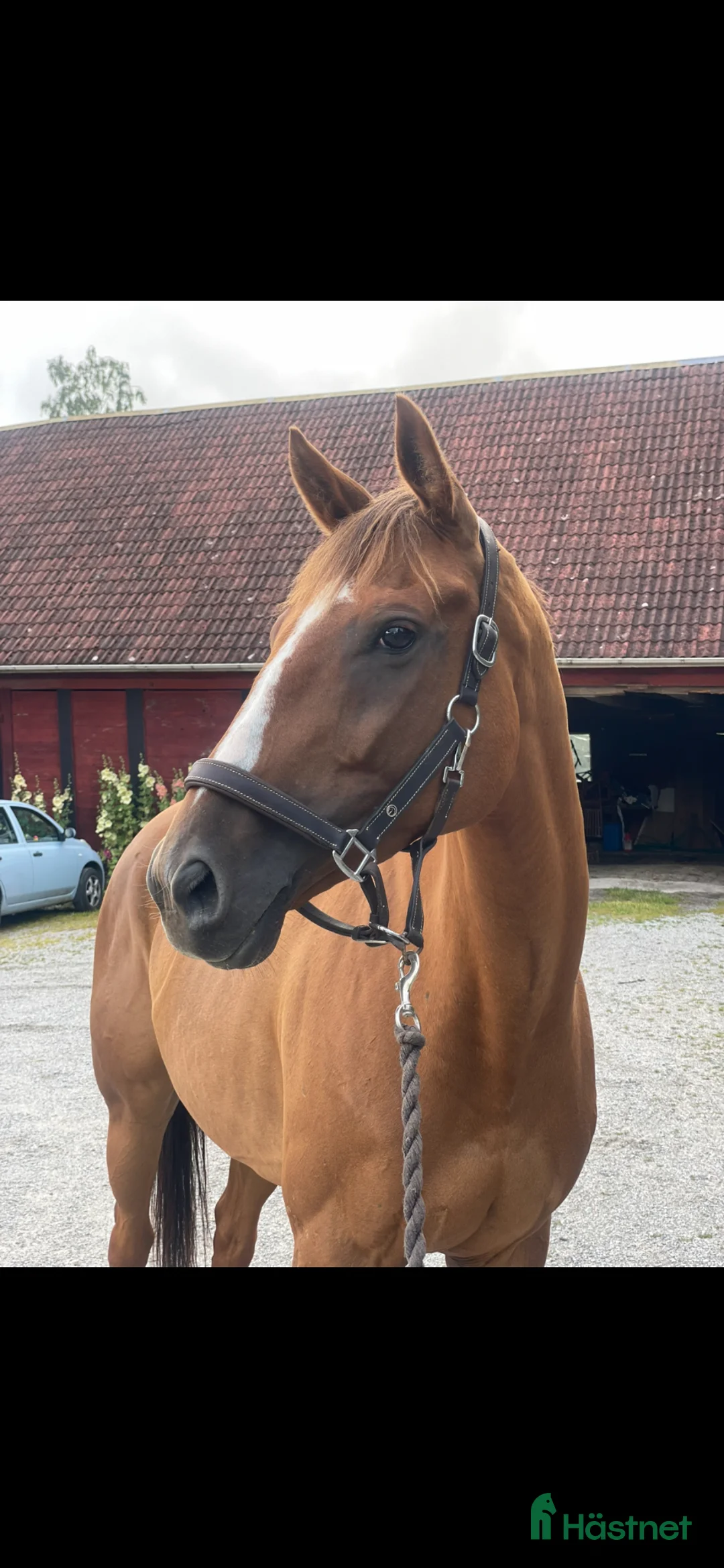 Allround hästar till salu: Fint fuxsto - Annons 1