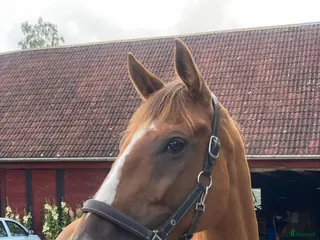 hästar Fint fuxsto - Annons 17