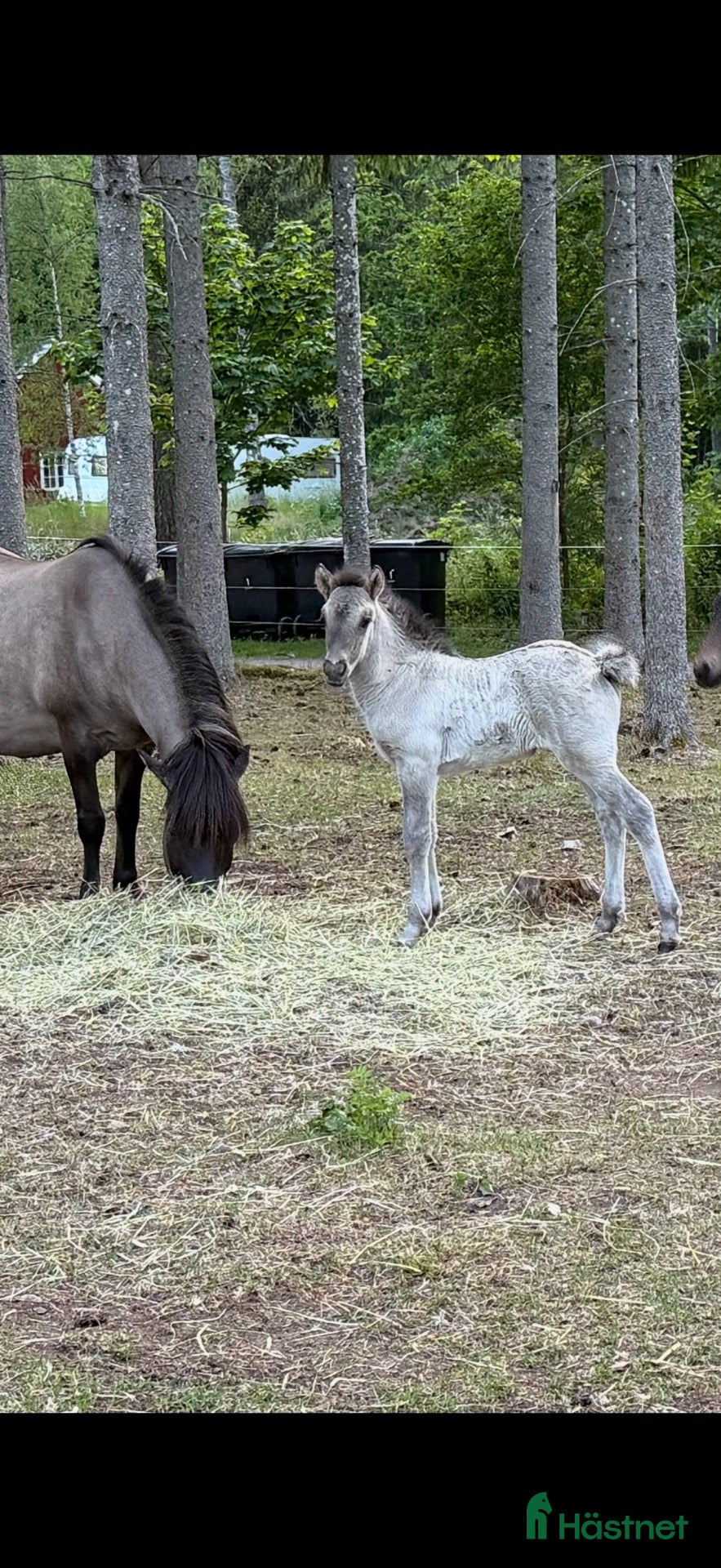  hästar Musblackt 1-årigt sto – 5-gångare - Annons 1