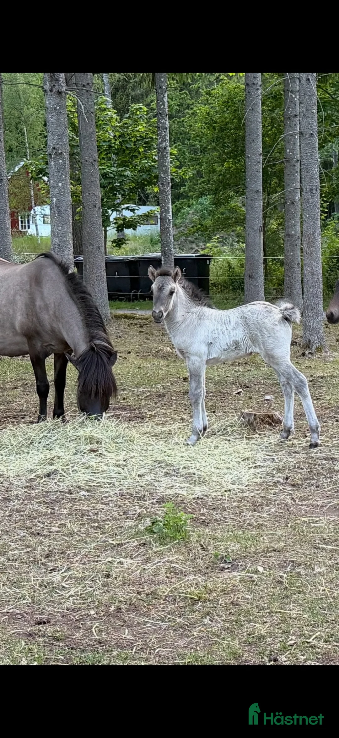 Island hästar till salu: Musblackt 1-årigt sto – 5-gångare - Annons 1