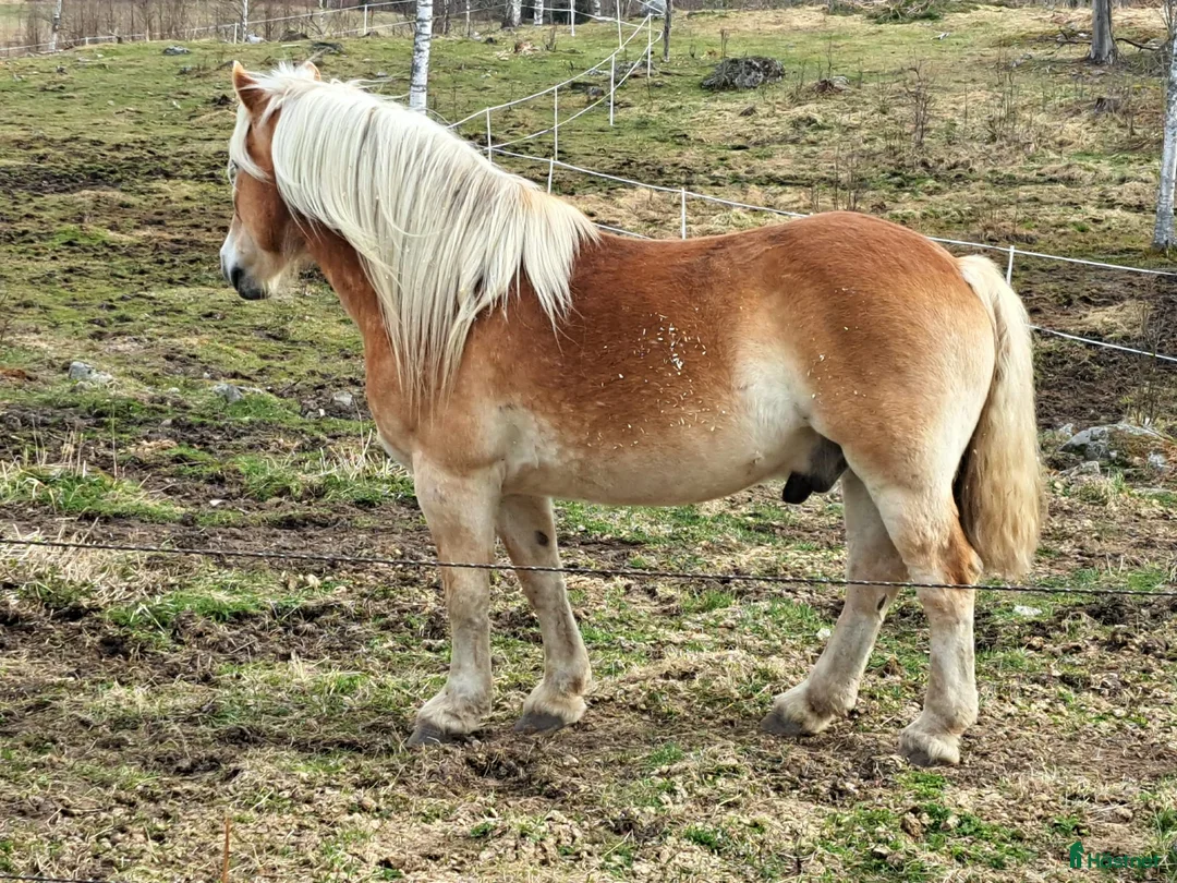 Körning hästar till salu: Ardenner valack - Annons 3
