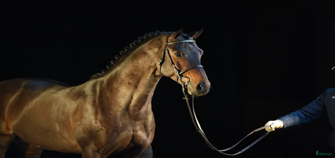 Galleribild {{count}}