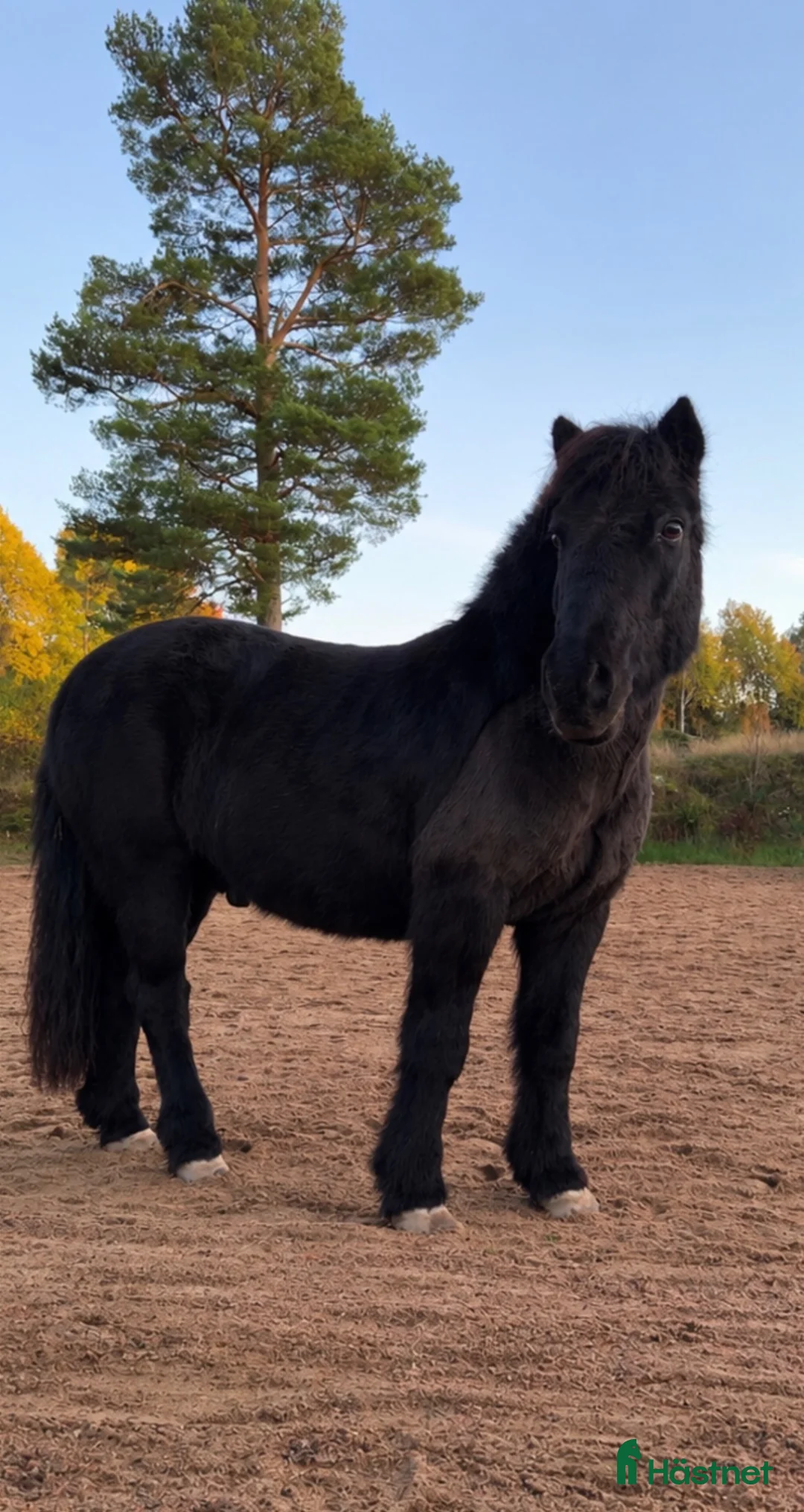 Körselar körning till salu: SÖKER SELE i Hillared - Annons 1