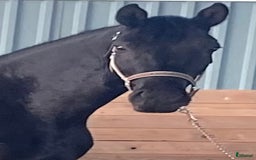 Dressyr hästar till salu: Snäll och talangfull kille efter Janeiro Platinum  i Knivsta - Bild 5