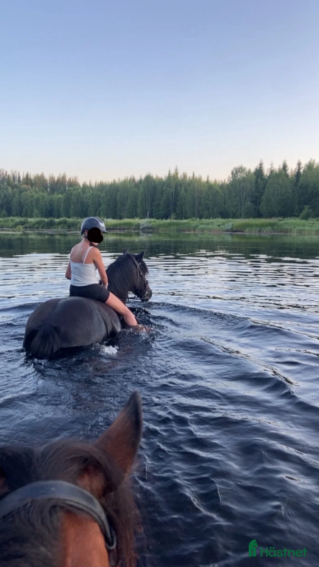 Allround hästar till salu: Vacker underbart kallblodsto, mamma dotter häst  - Annons 2