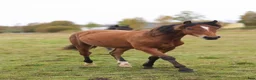 Allround hästar till salu: Spännande Welsh cob sto  - Annons 8
