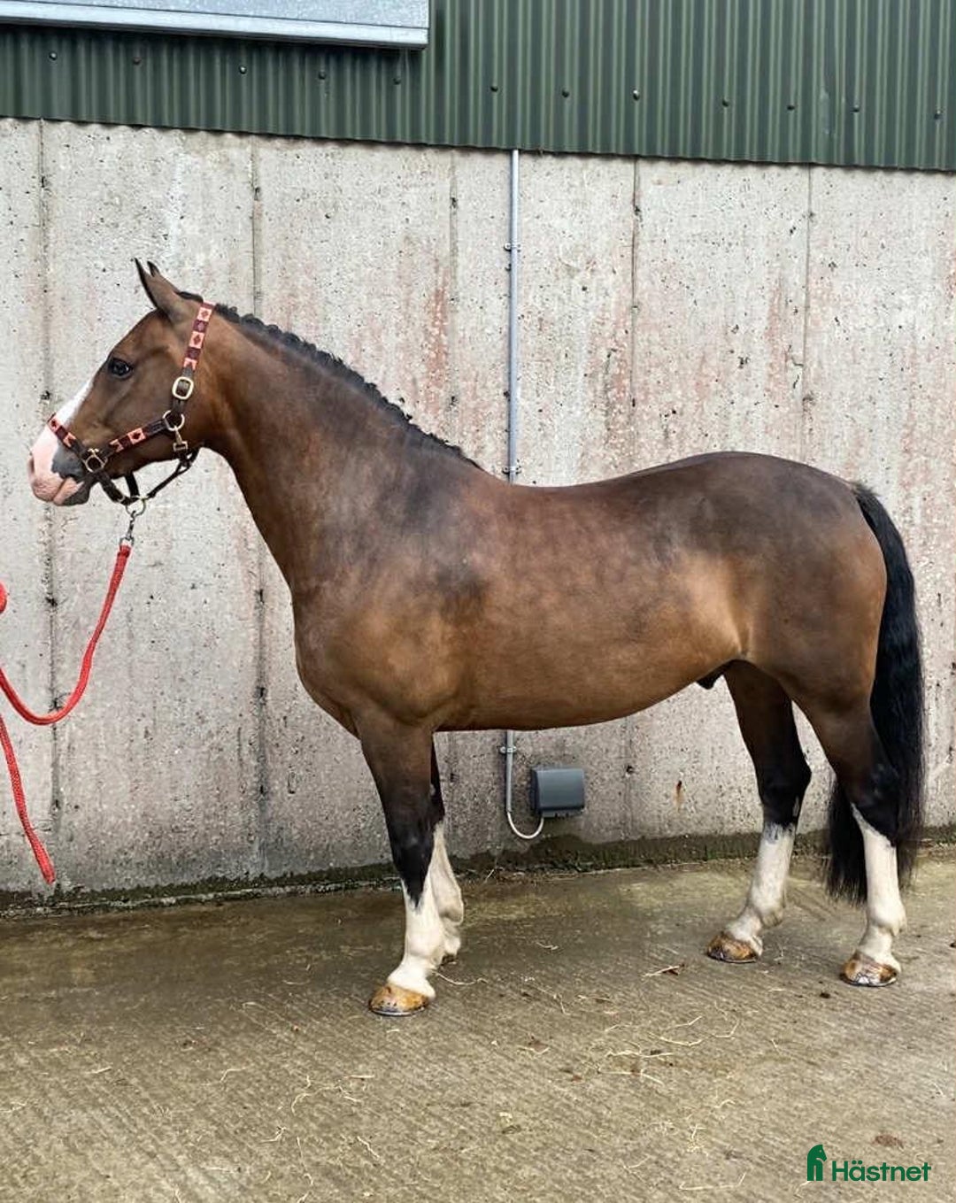 Hoppning hästar till salu: Welsh gelding 140cm i Ljungby - Annons 14