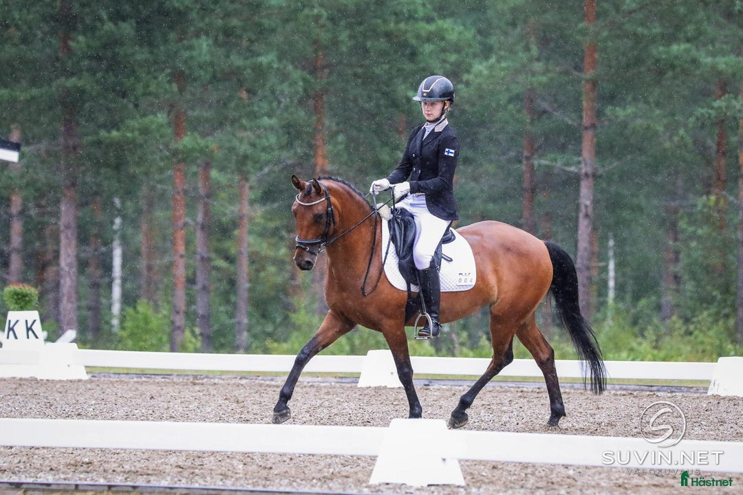 Dressyr hästar till salu: Fei pony for sale i Metsäkulma - Annons 4