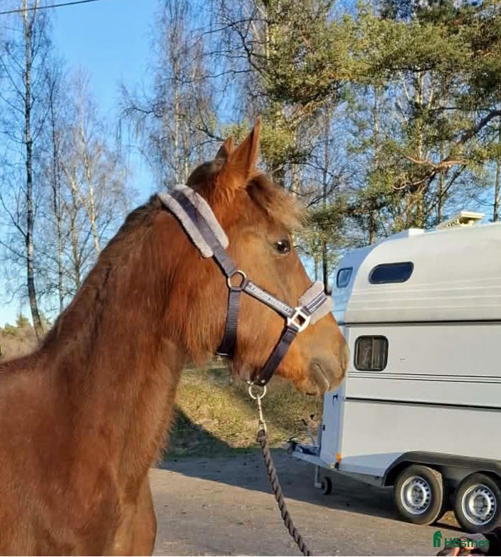  hästar 2-årssto säljes/leasas - Annons 1