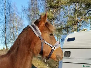 hästar 2-årssto säljes/leasas - Annons 1