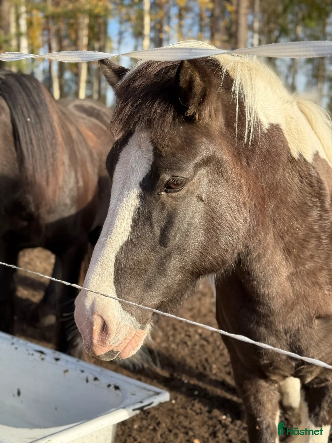 Island hästar till salu: Fantastisk islandshäst   i Boden - Annons 4