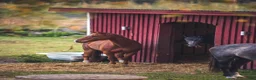  stallplats finnes: Lösdrift  - Annons 1
