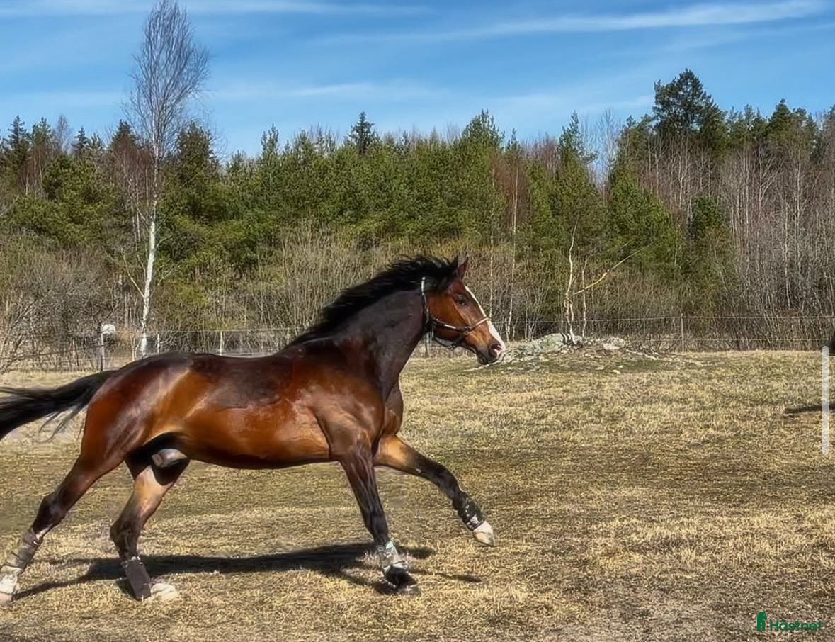  medryttarhäst finnes: Erfaren medryttare till häftig Swb hopp/dressyr i Västerhaninge - Annons 2