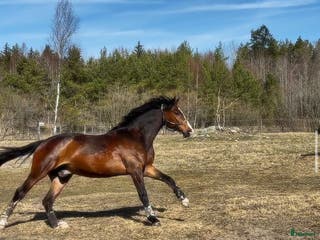 medryttarhäst finnes: Erfaren medryttare till häftig Swb hopp/dressyr i Västerhaninge - Annons 21