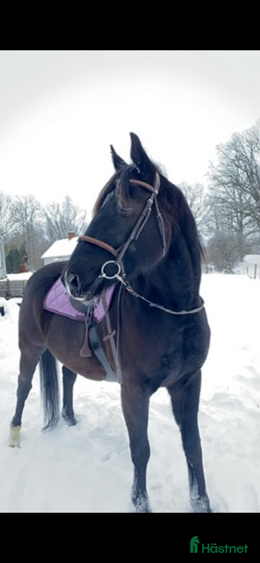 hästar Matcho Man – Fin häst med kapacitet - Annons 14