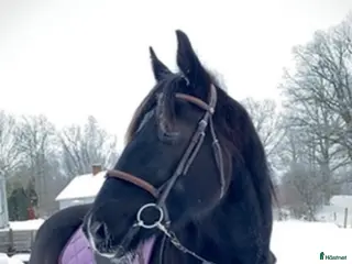 hästar Matcho Man – Fin häst med kapacitet - Annons 14