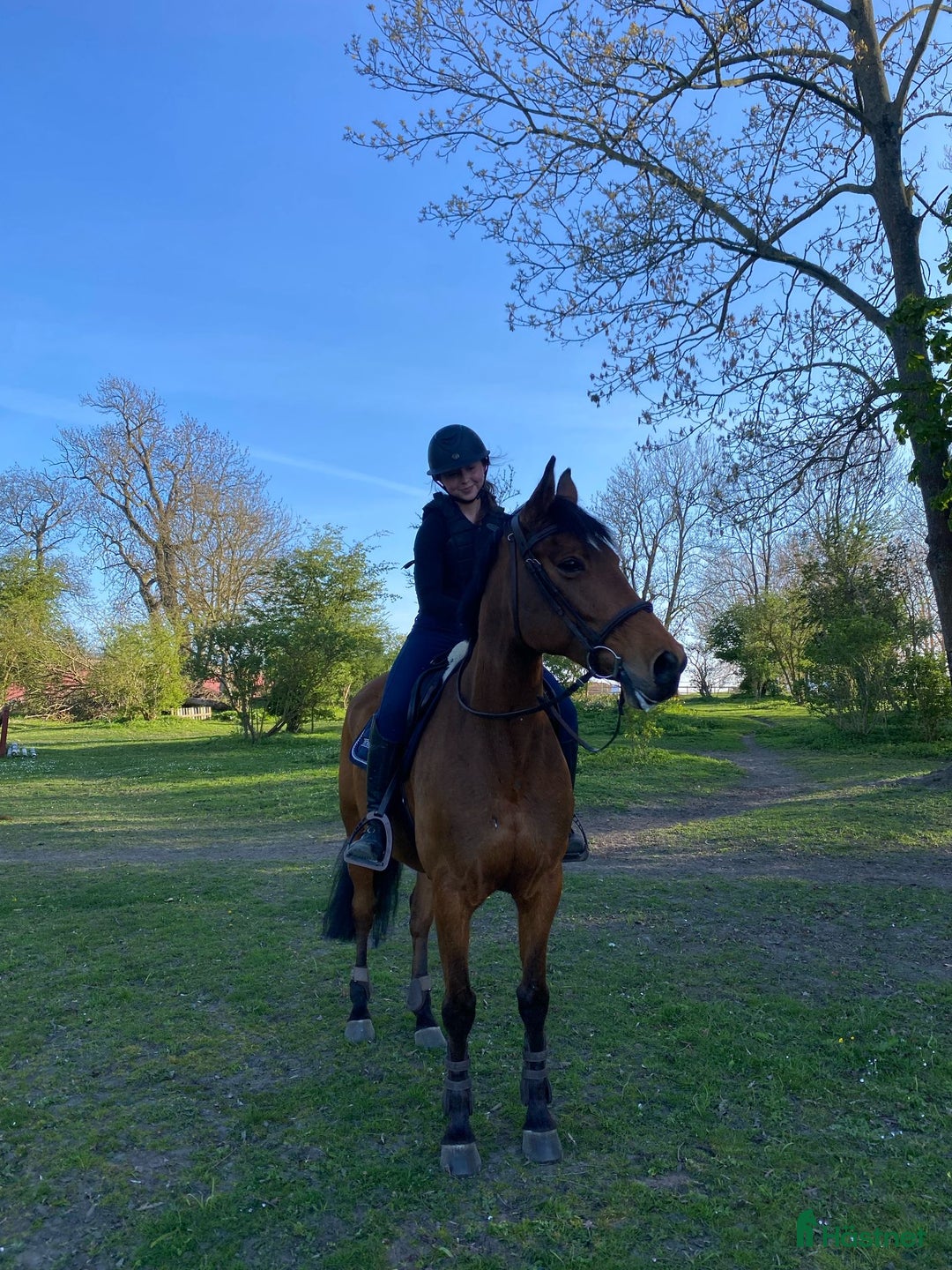 Allround hästar till salu: Fantastiskt sött sto i Tomelilla - Annons 3