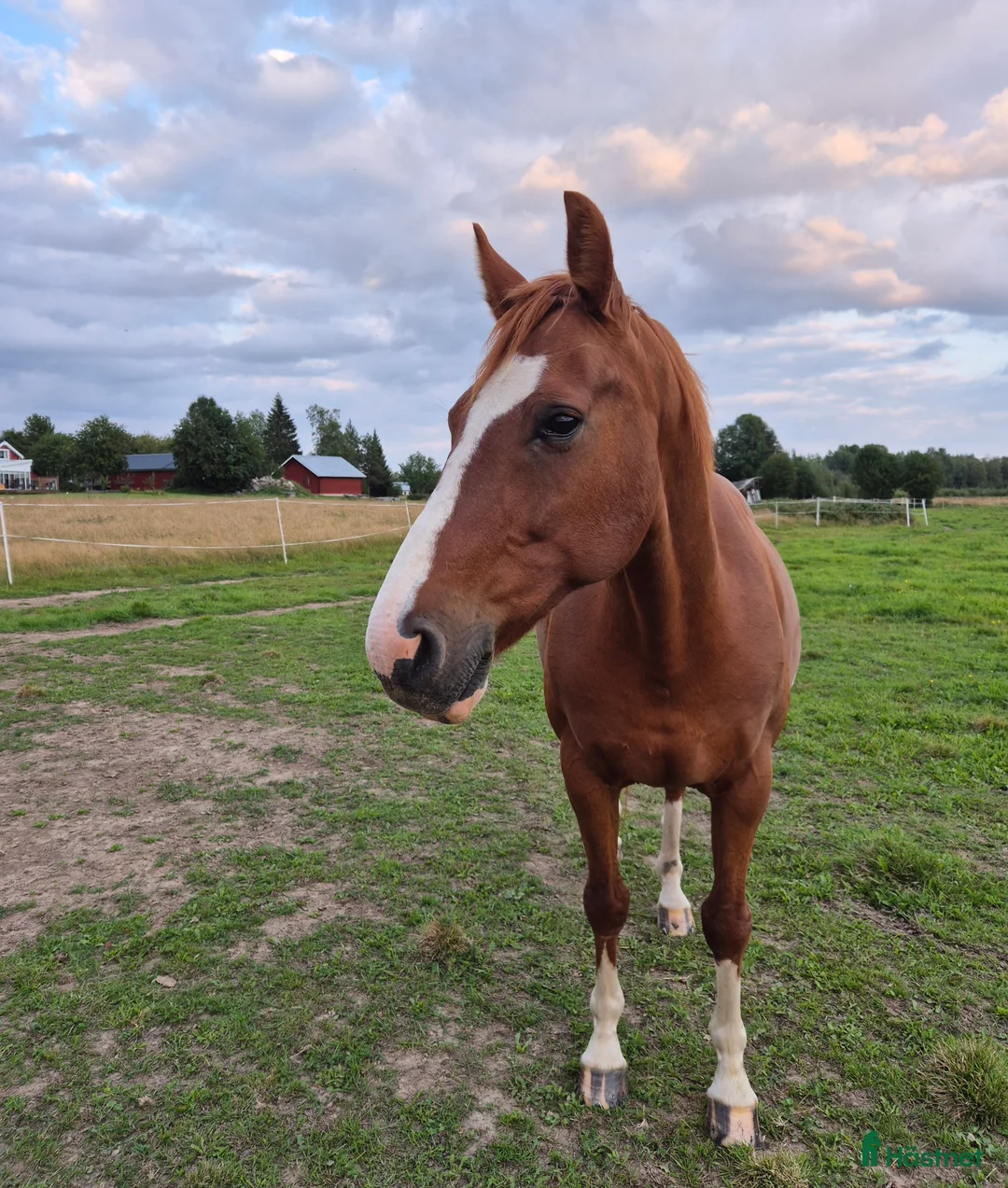 Allround hästar till salu: Lätthanterad halvblodsvalack i Luleå - Annons 3