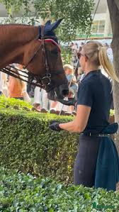  hästjobb Experienced Grooms Wanted, Ireland 🇮🇪🐴 - Annons 14