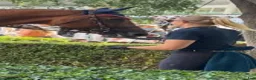  hästjobb finnes: Experienced Grooms Wanted, Ireland 🇮🇪🐴 - Annons 1